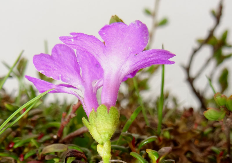 Primula daonensis / Primula della Val Daone